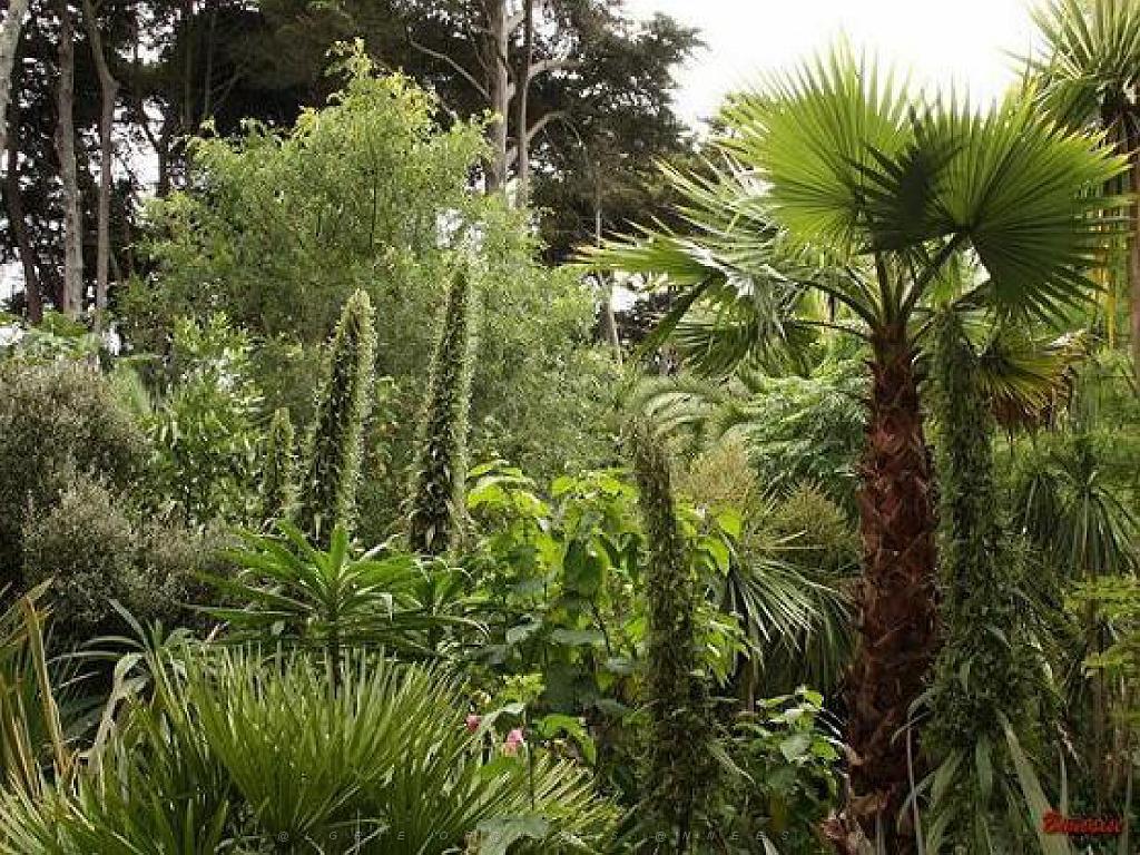130 Ile de Batz Jardin Georges Delaselle_000019.jpg
